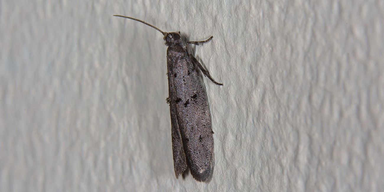 Wockia asperipunctella, Urodidae